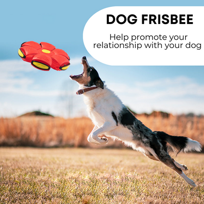 The Canine: Dog Frisbee